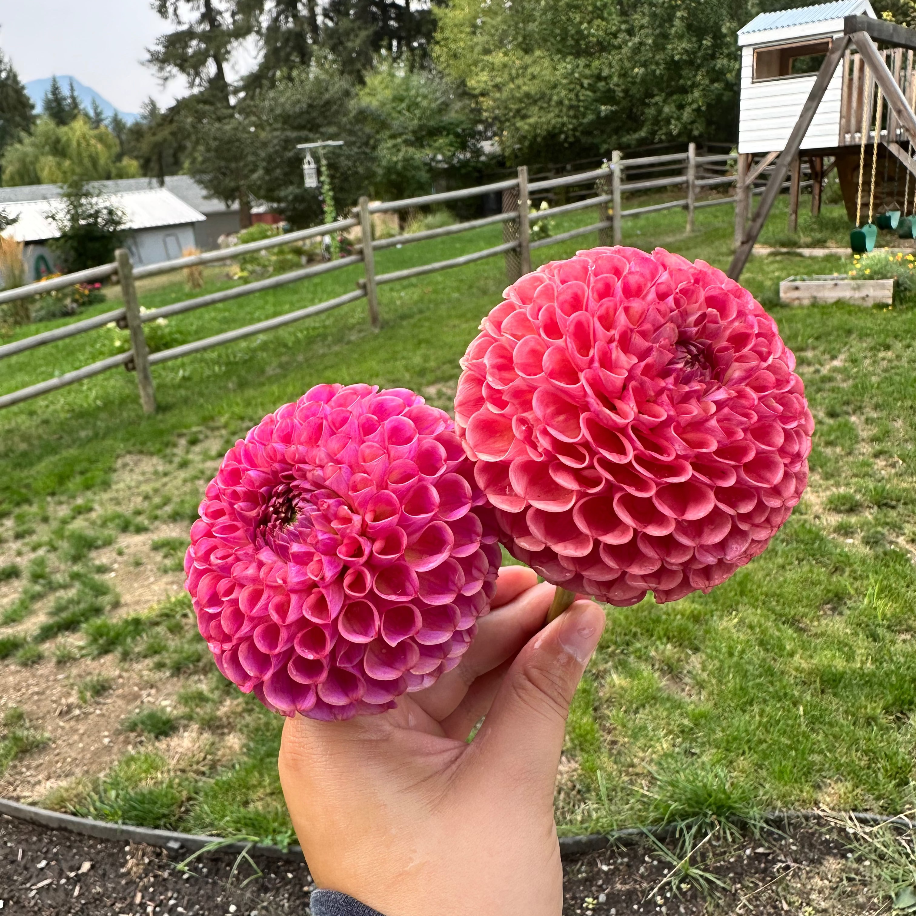 Two pink dahlias held in front of a garden with a wooden fence and trees in the background.